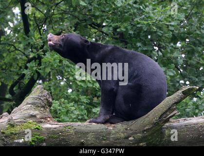 Annoyed Southeast Asian Sun bear or Honey Bear (Helarctos malayanus) Stock Photo