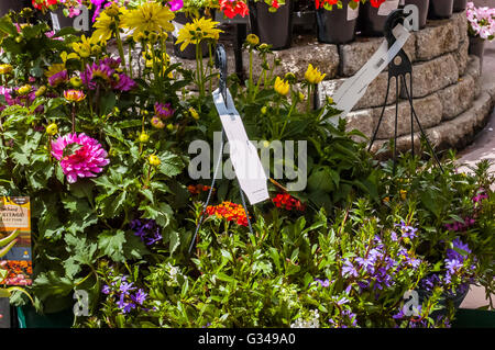 Baskets of  flowers planted for hanging at home in a garden department of a hardware store in California Stock Photo