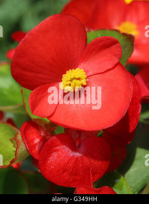 The bright red flower of summer bedding plant Begonia semperflorens, also known as wax begonia. Stock Photo