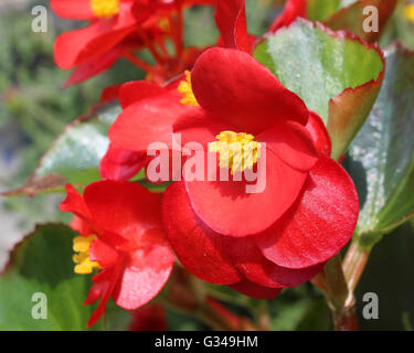 The bright red flower of summer bedding plant Begonia semperflorens, also known as wax begonia. Stock Photo