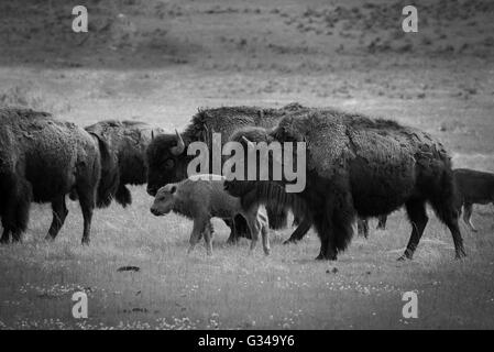 USA, Rockie Mountains, Wyoming, Yellowstone, National Park, UNESCO, World Heritage, Bison herd Stock Photo