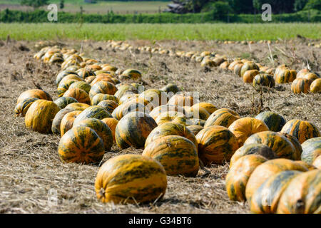 pumpkins strung for harvest, Austria, Steiermark, Styria, Südwest-Steiermark, Söding-Sankt Johann Stock Photo