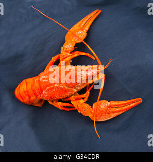 crawfish crayfish Stock Photo