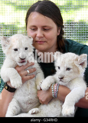 Two white lion cubs are held by zookeeper Julia Forst at the zoo in Magdeburg, Germany, 08 June 2016. The seven-week-old baby lions weigh more than five kilogrammes each and are reared by hand. White lions are a rare colour mutation among African Lions that occurs in nature as well. Photo: HENDRIK SCHMIDT/dpa Stock Photo