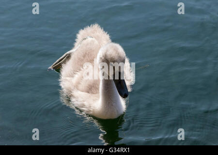 Glasgow, Scotland, UK. 08th June, 2016. A family of swans, including the seven cygnets took a cooling swim in the pond at Roukenglen Public Park, Glasgow, Scotland. Credit:  Findlay/Alamy Live News Stock Photo