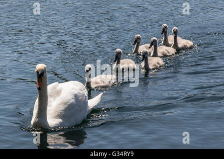 Glasgow, Scotland, UK. 08th June, 2016. A family of swans, including the seven cygnets took a cooling swim in the pond at Roukenglen Public Park, Glasgow, Scotland. Credit:  Findlay/Alamy Live News Stock Photo