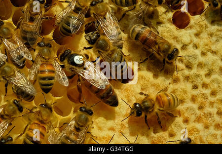 Braunschweig, Germany. 07th June, 2016. A queen bee (16) seen on a honeycomb panel on the grounds of the Julius Kuehn Institute in Braunschweig, Germany, 07 June 2016. The Institute of Bee Conservation was founded under the umbrella of the Julius Kuehn Institute and conducts research on the conservation of honey bees and other pollinating insects. Photo: PETER STEFFEN/dpa/Alamy Live News Stock Photo