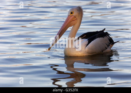 Australian pelican (Pelecanus conspicillatus) in water, Noosa River, Noosaville, Queensland, Australia Stock Photo