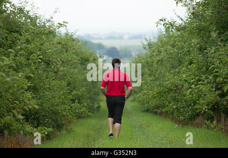 A man walks by Apple trees at an orchard on the Cider Trail in the Monteregie region south of Montreal, Sunday, July 26, 2015. Stock Photo