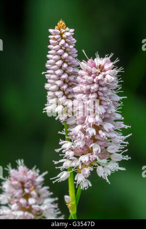 Common bistort / meadow bistort (Persicaria bistorta / Polygonum bistorta) in flower Stock Photo