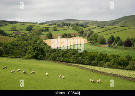 Sheep grazing in lush green fields in the English countryside. Taken near Glossop in Derbyshire on a summer day. Stock Photo