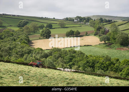 A red tractor turning grass to dry in a summer hay meadow in the English countryside. Stock Photo