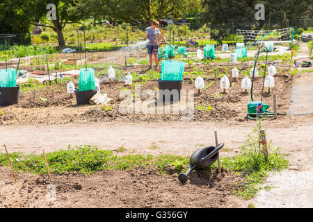 Organi vegetable community garden in early Summer. Stock Photo