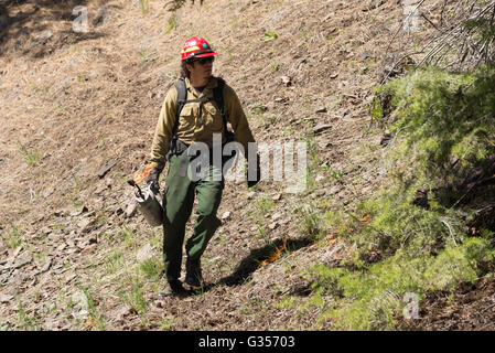 U.S. Forest Service firefighter using a drip torch to ignite a controlled burn in Oregon's Ochoco Mountains. Stock Photo