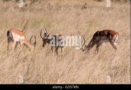 Impala at Dopi Pan in Hwange National Park Zimbabwe Stock Photo