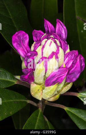 A macro image of a newly opening flower head from a Rhododendron (Ponticum) taken in woodland around Durham, England. Stock Photo