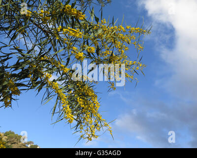 Yellow mimosa flowers on tree in early spring sunshine in Alora countryside Andalucia Stock Photo