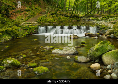 Stepping stones over the Shimna River in Tollymore Forest Park in Northern Ireland.