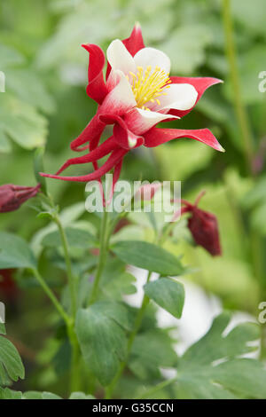 Aquilegia flower 'red hobbit' and stem with leaves Stock Photo