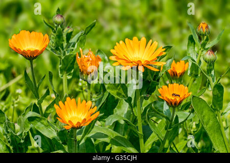 Pot marigold / ruddles / common marigold / garden marigold (Calendula officinalis) in flower Stock Photo