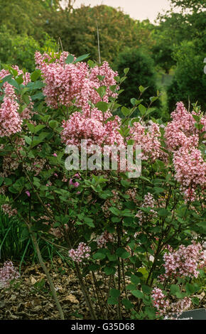 Syringa x bailbelle, Tinkerbelle Lilac, Stock Photo