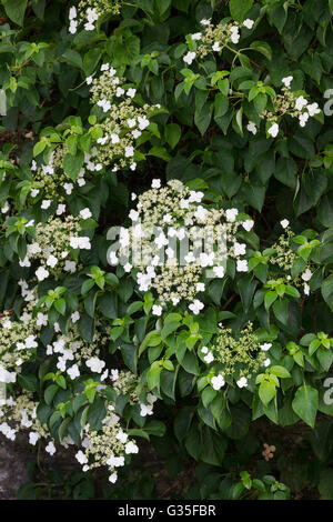 June flowers of the giant, self-clinging deciduous climber, Hydrangea anomala var petiolaris Stock Photo
