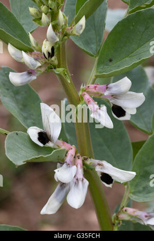 Early June flowers of the broad or fava bean, Vicia faba 'Witkiem Manita' Stock Photo