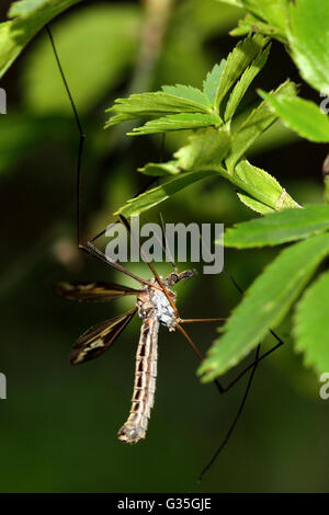 Tipula vittata crane fly showing legs. Cranefly in the family Tipulidae, showing long ungainly legs Stock Photo
