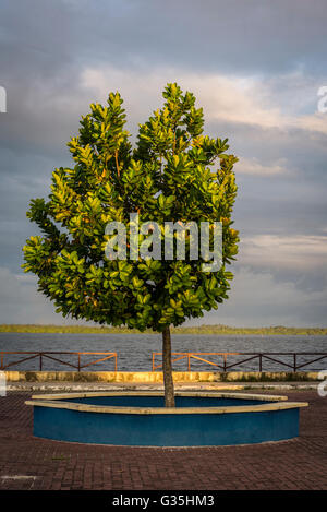 Tree, Marechal Deodoro, Maceio, Alagoas, Brazil Stock Photo