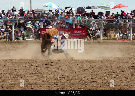 A cowboy steer-wrestling in a rodeo in Alberta, Canada Stock Photo