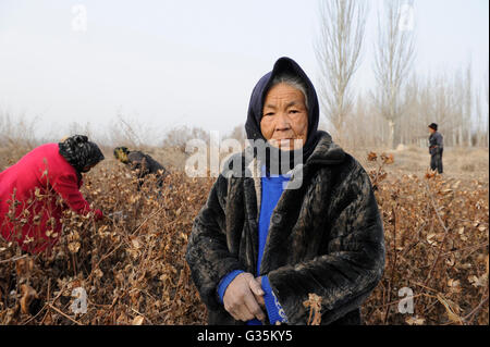 CHINA province Xinjiang Kashgar , uyghur women harvest cotton manually a third time during winter Stock Photo