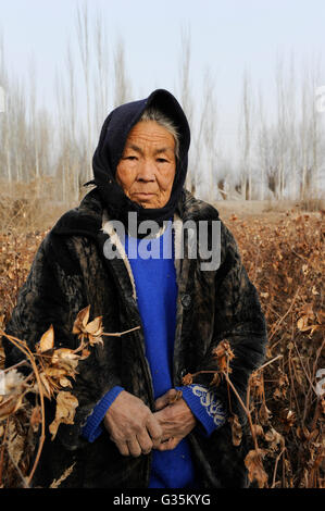 CHINA province Xinjiang Kashgar , uyghur women harvest cotton manually a third time during winter Stock Photo