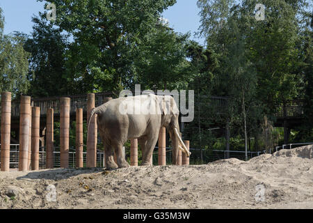 Elephant in captivity in Copenhagen Zoo, Denmark. Stock Photo