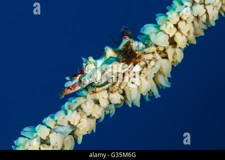 Wire Coral Crab, Xenocarcinus tuberculatus, Komodo National Park, Indonesia Stock Photo