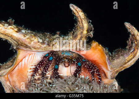 Close-up of Hermit Crab, Dardanus lagopodes, Komodo National Park, Indonesia Stock Photo