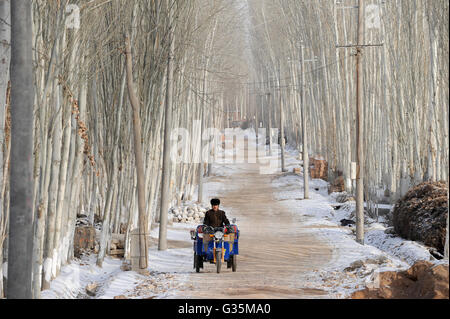 CHINA province Xinjiang, prefecture Kaxgar, Shufu County, uighur town Upal at Karakoram highway, winter time, poplar trees Stock Photo