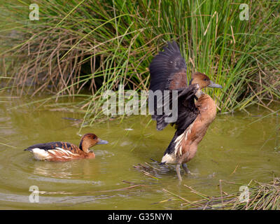 Two Fulvous Whistling Ducks or fulvous tree ducks (Dendrocygna bicolor) in water Stock Photo