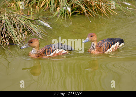 Two Fulvous Whistling Ducks or fulvous tree ducks (Dendrocygna bicolor) swimming on water Stock Photo