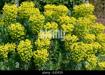 Closeup of Euphorbia characias in garden Stock Photo