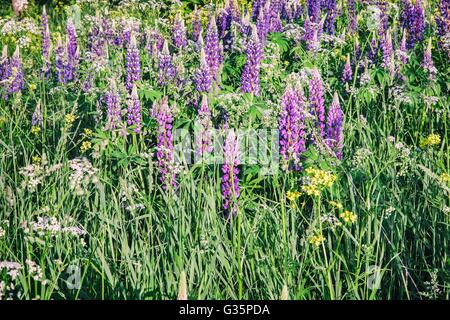 In the meadow of various wildflowers in bloom: lupine, Daisy, variety of grass, illuminated by the morning sun. Stock Photo