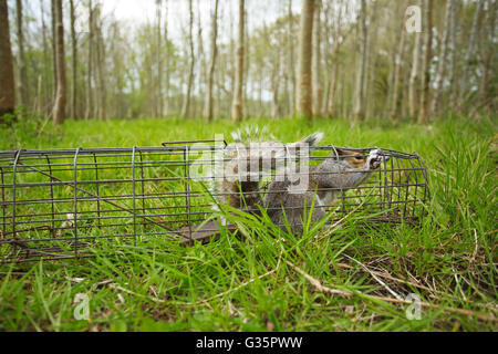 A Grey Squirrel in a humane cage trap Stock Photo