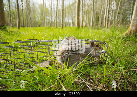 A Grey Squirrel in a humane cage trap Stock Photo