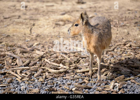 Patagonian mara (Dolichotis patagonum) standing on gravel Stock Photo