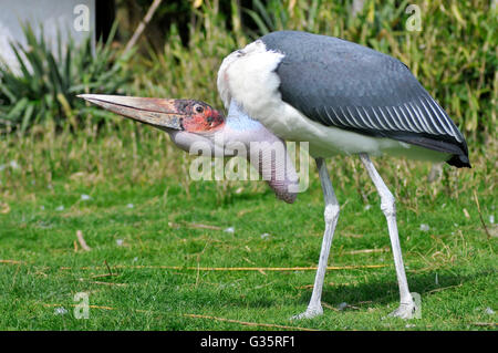 Profile marabou stork (Leptoptilos crumeniferus) on grass Stock Photo