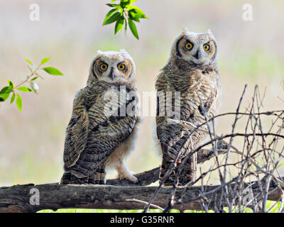 Two fledgling owlets take a rest from their first flights at Seedskadee National Wildlife Refuge in Sweetwater, Wyoming. Stock Photo
