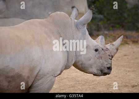 Closeup of white rhinoceros or square-lipped rhinoceros (Ceratotherium simum) Stock Photo
