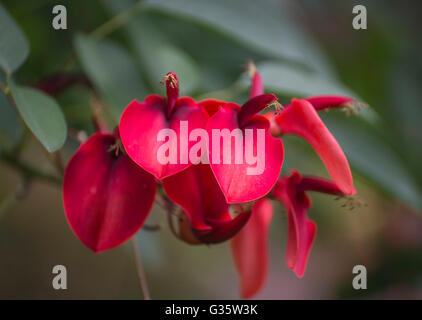 Botanical Gardens in Gainesville, Florida. Coral Tree-- Erythrina crista-galli. Stock Photo