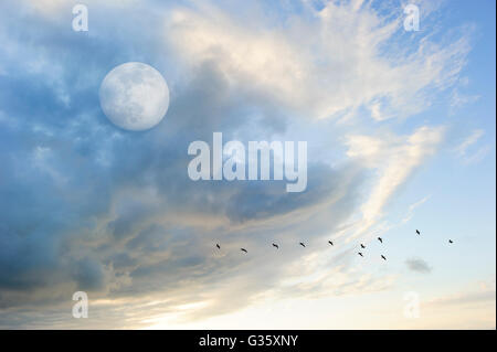 Moon clouds birds is a soft beautiful cloudscape over a blue sky with a silhouetted flock of birds flying by as a bright full mo Stock Photo