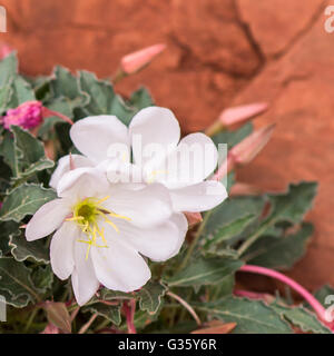 Blooming Dwarf Evening-primrose (Oenothera caespitosa) wildflowers, at Arches National Park, near Moab, Utah. Stock Photo