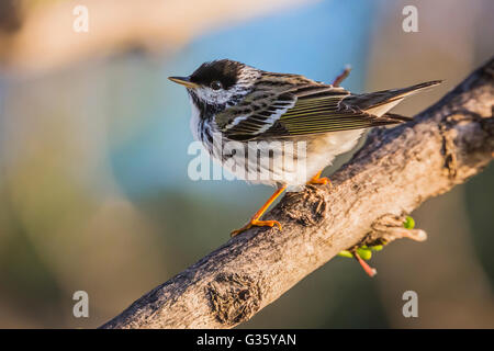 Blackpoll Warbler, Dendroica striata, foraging in Fort Jefferson during migration, Dry Tortugas National Park, Florida, USA Stock Photo